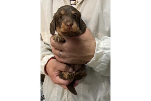 成約済の静岡県のミニチュアダックスフンド(ロングヘアード)-120066の2枚目