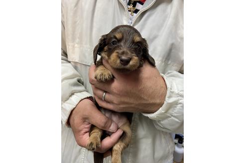 成約済の静岡県のミニチュアダックスフンド(ロングヘアード)-120067の1枚目