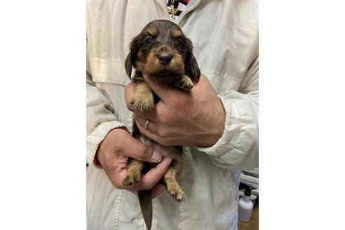 成約済の静岡県のミニチュアダックスフンド(ロングヘアード)-120067の3枚目