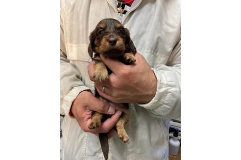 成約済の静岡県のミニチュアダックスフンド(ロングヘアード)-120067の2枚目