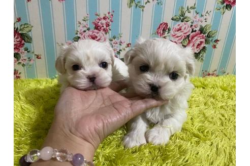 成約済の秋田県のミックス犬-121354の1枚目