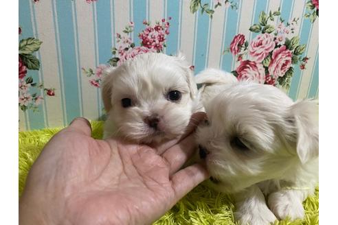 成約済の秋田県のミックス犬-121354の5枚目