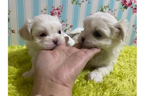 成約済の秋田県のミックス犬-121354の4枚目