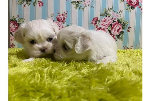 成約済の秋田県のミックス犬-121354の2枚目