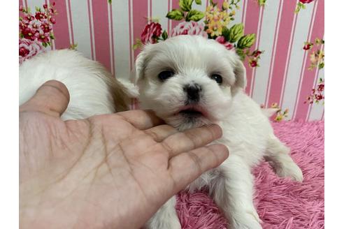 成約済の秋田県のミックス犬-121355の3枚目