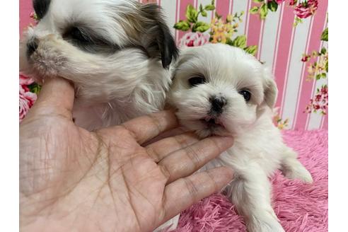 成約済の秋田県のミックス犬-121355の2枚目
