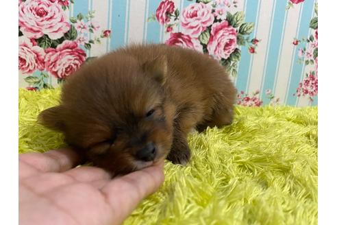 成約済の秋田県のポメチワ:ポメラニアン×チワワ-121358の6枚目