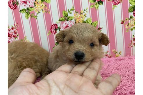 成約済の秋田県のポメプー:ポメラニアン×トイプードル-121359の1枚目