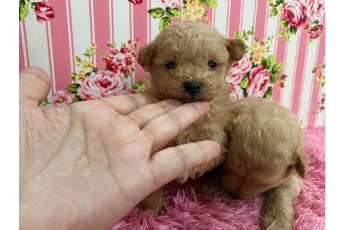 成約済の秋田県のポメプー:ポメラニアン×トイプードル-121360の6枚目