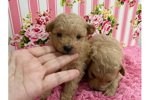 成約済の秋田県のポメプー:ポメラニアン×トイプードル-121360の5枚目
