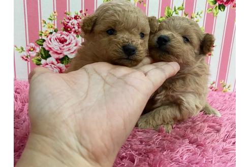成約済の秋田県のポメプー:ポメラニアン×トイプードル-121360の3枚目