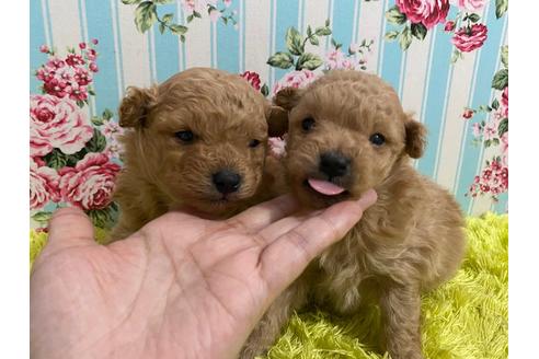 成約済の秋田県のポメプー:ポメラニアン×トイプードル-121361の4枚目