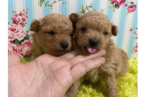 成約済の秋田県のポメプー:ポメラニアン×トイプードル-121361の2枚目