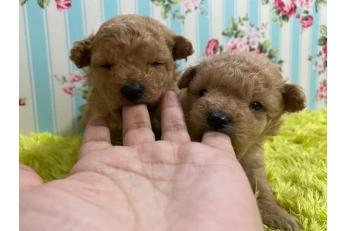 成約済の秋田県のポメプー:ポメラニアン×トイプードル-121362の2枚目