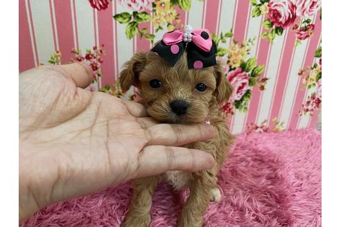 成約済の秋田県のチワプー:チワワ×トイプードル-121363の4枚目