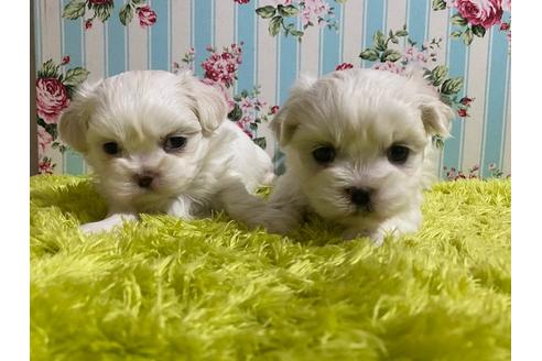 成約済の秋田県のミックス犬-121366