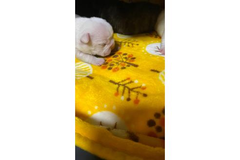 成約済の愛知県のフレンチブルドッグ-120712の27枚目