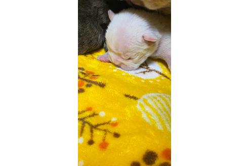 成約済の愛知県のフレンチブルドッグ-120712の26枚目