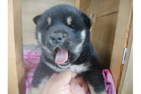 成約済の岡山県の柴犬-120479の1枚目