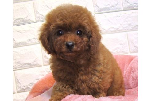 成約済の茨城県のトイプードル-121433の2枚目