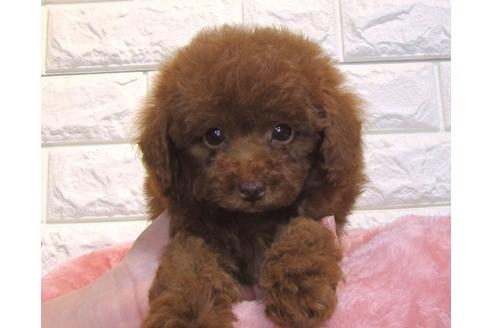 成約済の茨城県のトイプードル-121435の3枚目