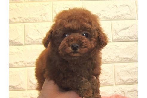 成約済の茨城県のトイプードル-121440の3枚目