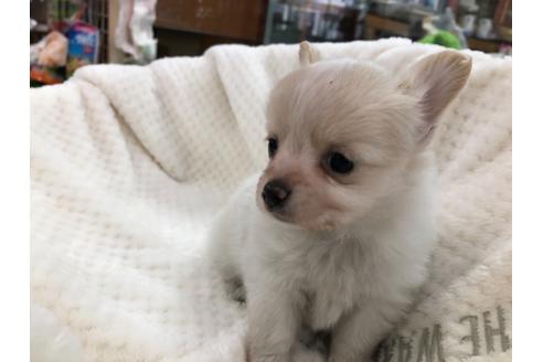 成約済の京都府のミックス犬-121459の5枚目