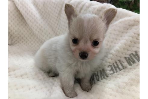 成約済の京都府のミックス犬-121459の4枚目