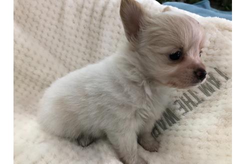 成約済の京都府のミックス犬-121459の3枚目