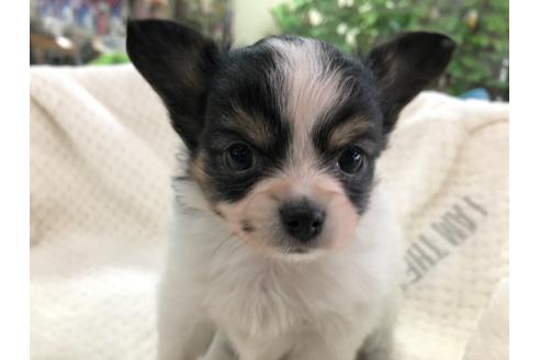 成約済の京都府のミックス犬-121463の1枚目