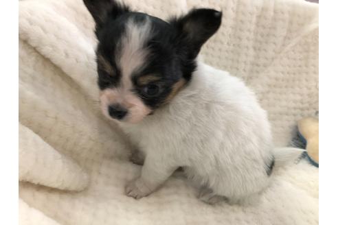 成約済の京都府のミックス犬-121463の6枚目