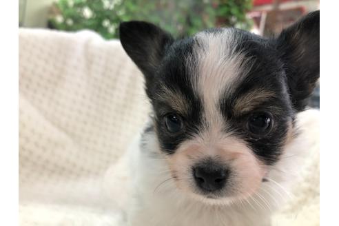 成約済の京都府のミックス犬-121463の5枚目