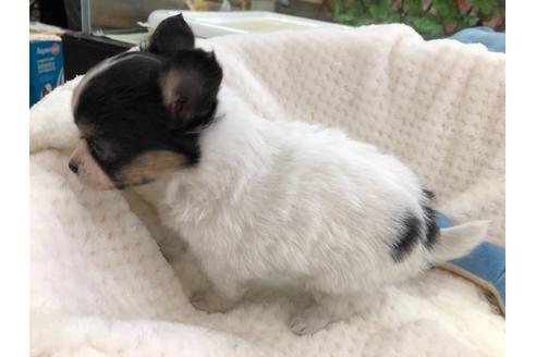 成約済の京都府のミックス犬-121463の4枚目