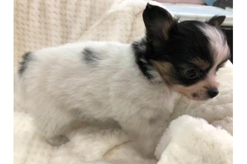 成約済の京都府のミックス犬-121463の3枚目