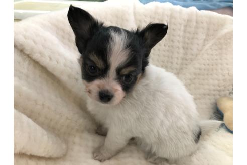 成約済の京都府のミックス犬-121463の2枚目