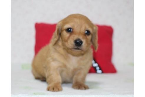 成約済の埼玉県のミニチュアダックスフンド(ロングヘアード)-121467の1枚目