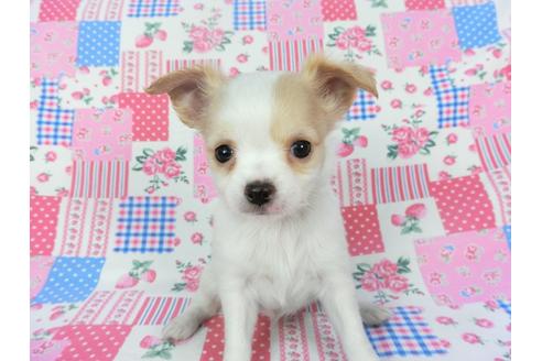 成約済の千葉県のチワワ(ロングコート)-120380の1枚目