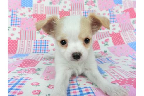 成約済の千葉県のチワワ(ロングコート)-120380の4枚目