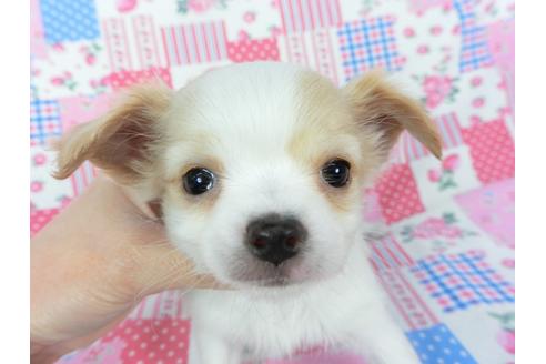 成約済の千葉県のチワワ(ロングコート)-120380の3枚目