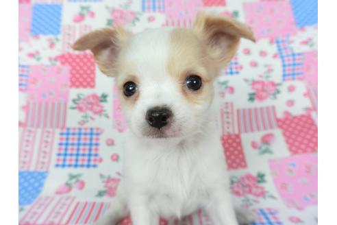 成約済の千葉県のチワワ(ロングコート)-120380の2枚目