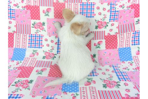 成約済の千葉県のチワワ(ロングコート)-120383の5枚目