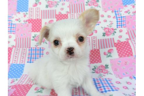 成約済の千葉県のチワワ(ロングコート)-120383の4枚目