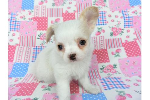 成約済の千葉県のチワワ(ロングコート)-120383の3枚目