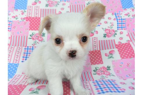 成約済の千葉県のチワワ(ロングコート)-120383の2枚目