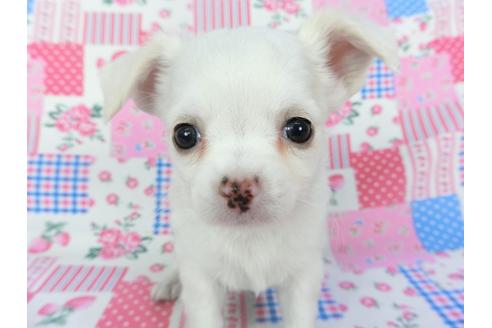 成約済の千葉県のチワワ(ロングコート)-120381の1枚目