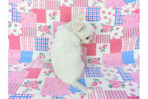 成約済の千葉県のチワワ(ロングコート)-120381の5枚目