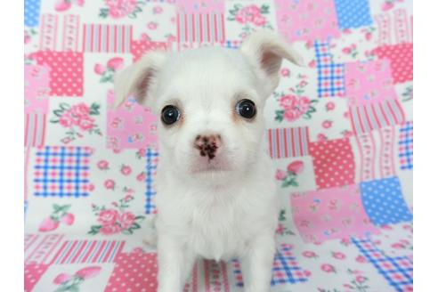 成約済の千葉県のチワワ(ロングコート)-120381の4枚目