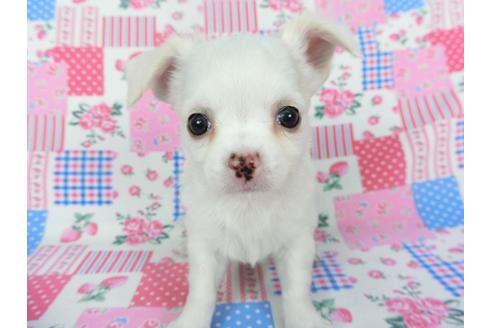 成約済の千葉県のチワワ(ロングコート)-120381の3枚目