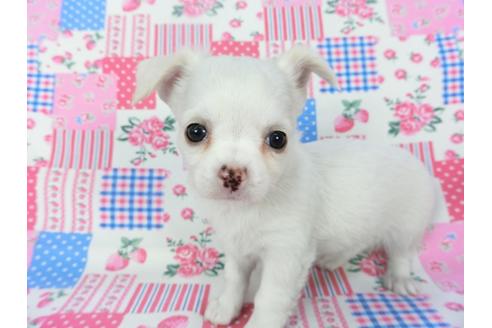 成約済の千葉県のチワワ(ロングコート)-120381の2枚目