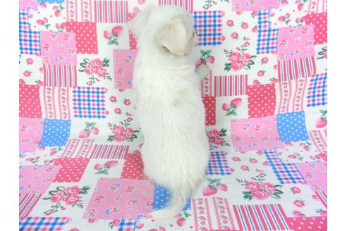 成約済の千葉県のチワワ(ロングコート)-120382の5枚目